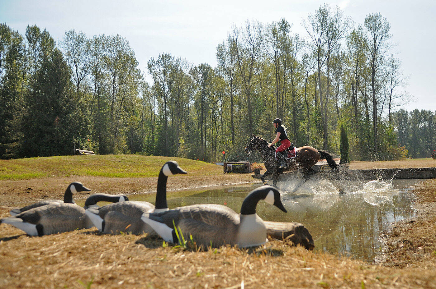 Decoy geese sit by a water jump as Cordelia Mansfield of Vancouver rides Rose in the cross-country competition during the Island 22 Horse Trials and B.C. Championships in Chilliwack on Saturday, Sept. 2, 2023. (Jenna Hauck/ Chilliwack Progress)