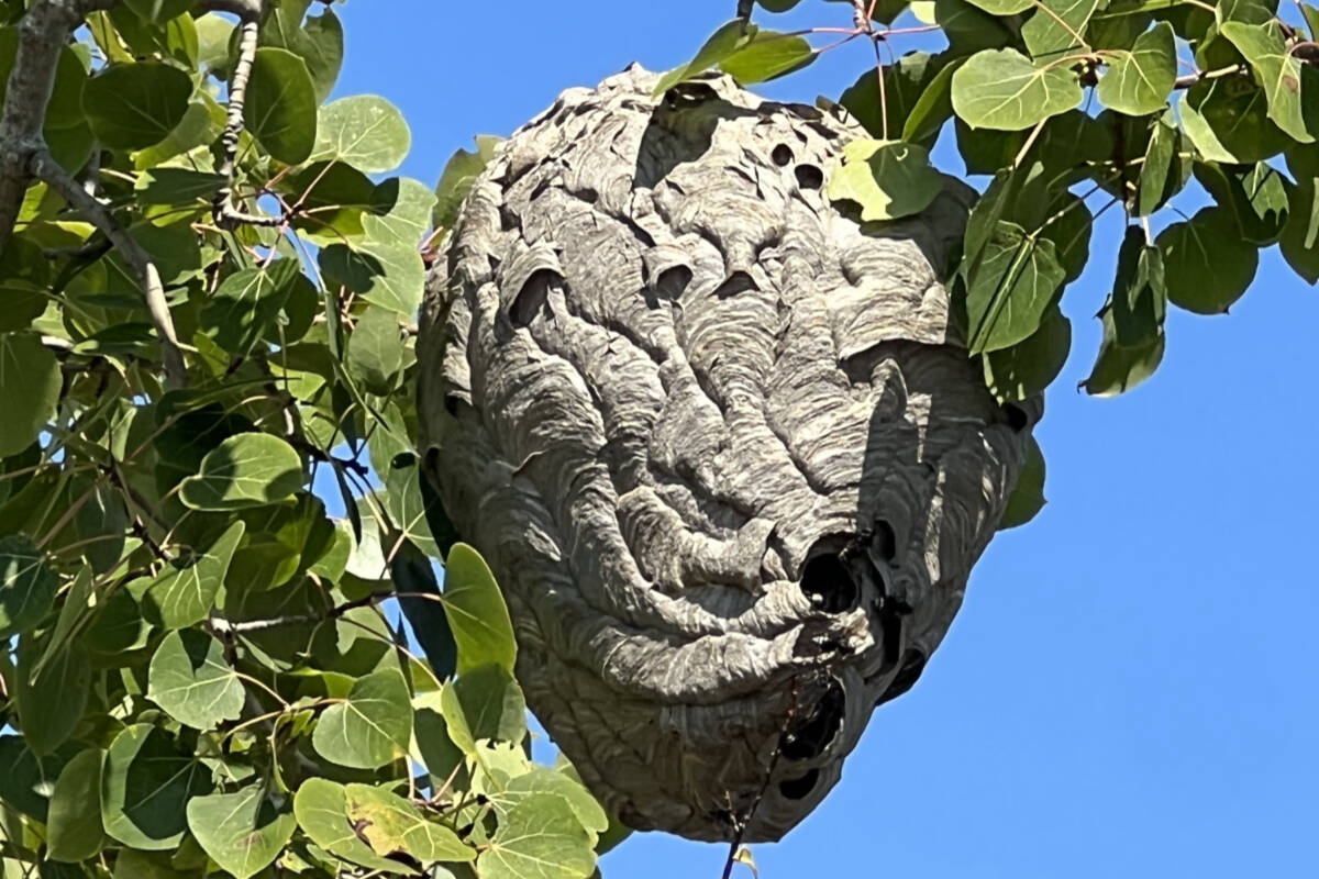 A wasp nest in North Saanich. The City of Chilliwack is asking residents not to put active wasp nests in green carts after collection staff were injured. (Sue Weisgerber)