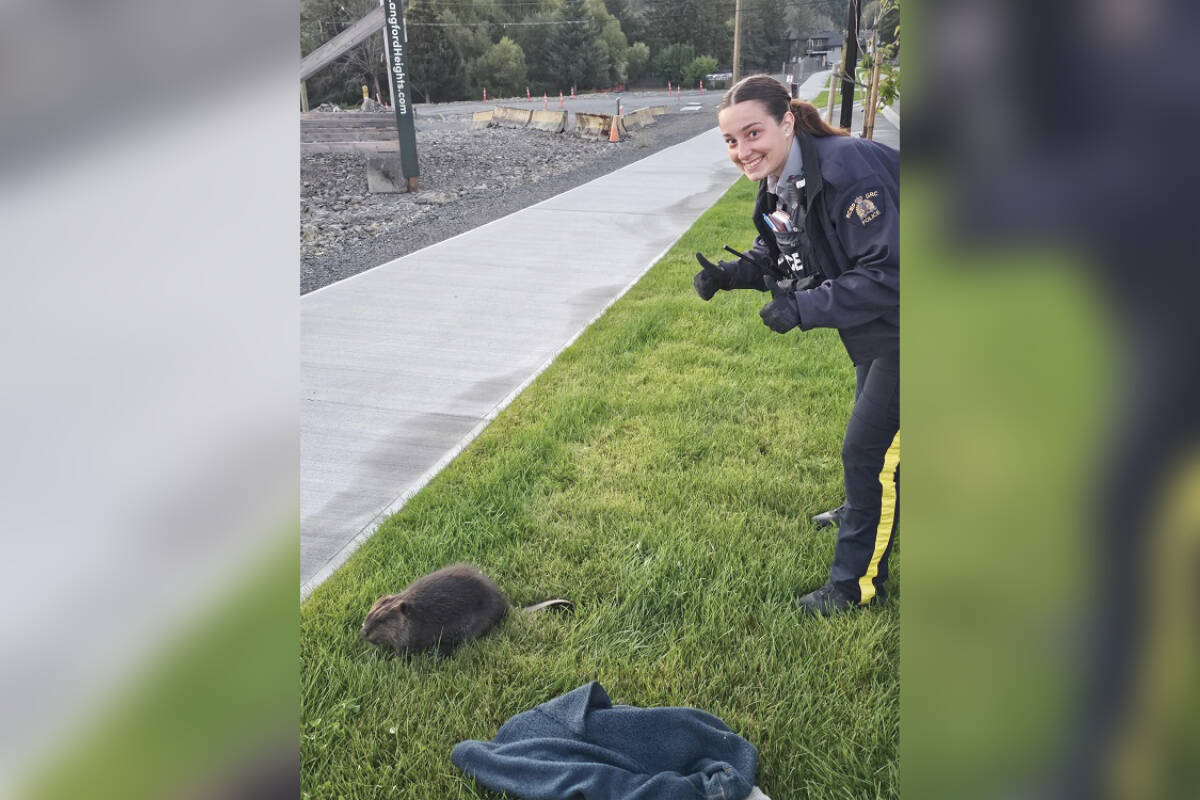 West Shore RCMP officers were called to rescue an injured beaver in Langford Tuesday (Sept. 5) after it was spotted on the road and not moving out of the way of traffic. (Courtesy of West Shore RCMP)