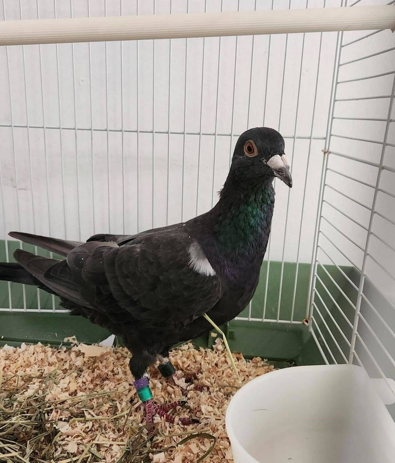 Bert a racing pigeon from Nanaimo was returned home after showing up near Williams Lake. (BCSPCA Williams Lake photo)