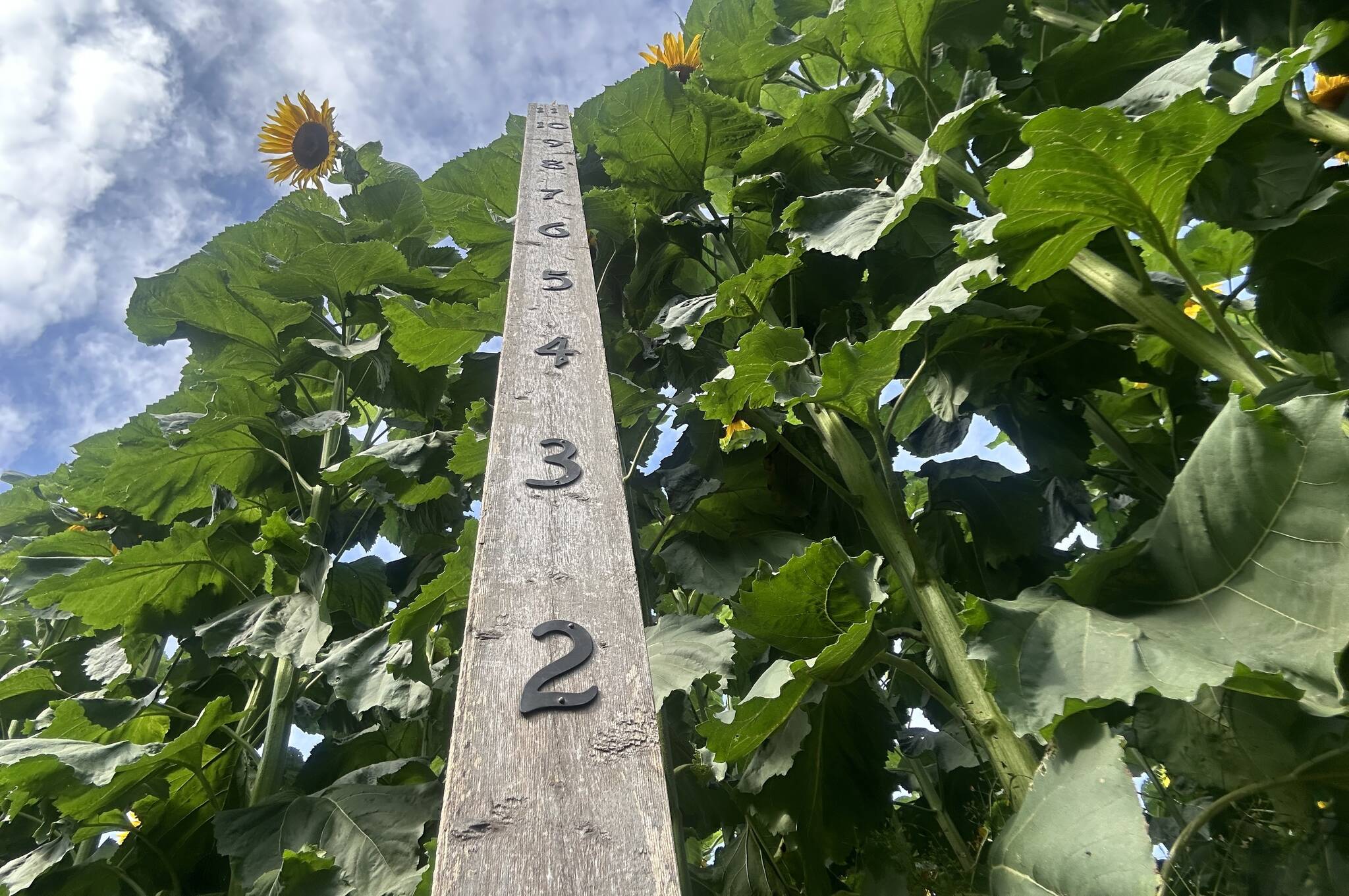 Some of the giant sunflowers at the Harrison Sunflower Festival have grown to be more than 11 feet tall. (Adam Louis/Observer)