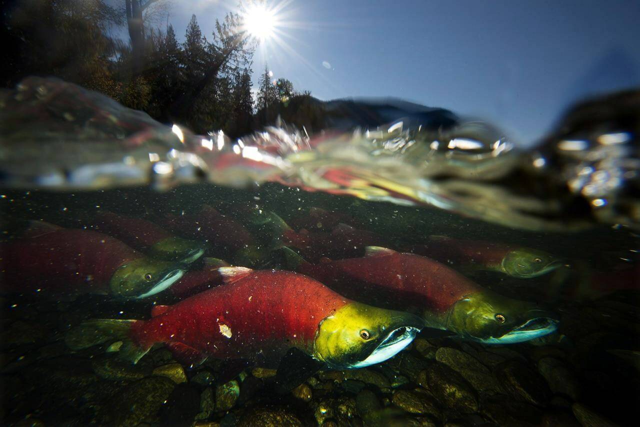 British Columbia’s prolonged provincewide drought risks damaging the salmon population for generations and has led to a series of emergency, rapidly-deployed projects to try to intervene. Spawning salmon, are seen making their way up the Adams River in Roderick Haig-Brown Provincial Park near Chase, B.C., Tuesday, Oct. 14, 2014. THE CANADIAN PRESS/Jonathan Hayward