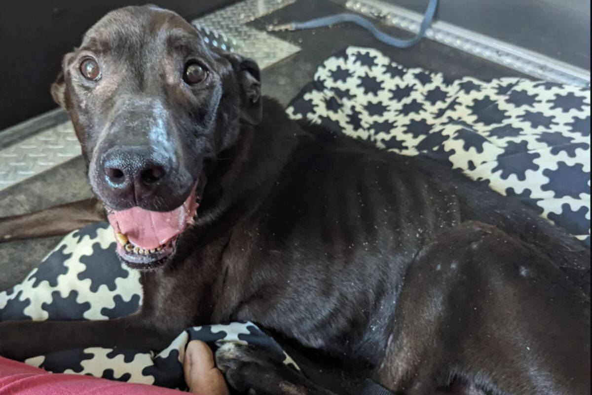 Fish the dog has gained 10 pounds since being brought in after being found emaciated near Enderby at Kingfisher. The BC SPCA hopes somebody will adopt Fish. (Contributed)