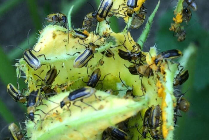 Adult Western corn rootworms feasting on a corn plant. The insects, which are highly destructive to corn crops, were discovered in the North Okanagan and Shuswap for the first time in August 2023. (B.C. Ministry of Agriculture photo)