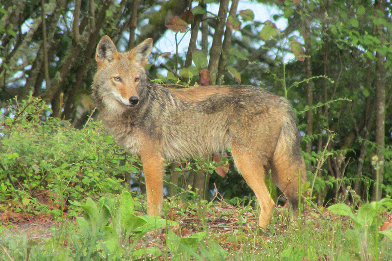 The BC Conservation Officer Service is urging Mission residents to take precautions after reports of aggressive coyotes in the area. (Pixabay)