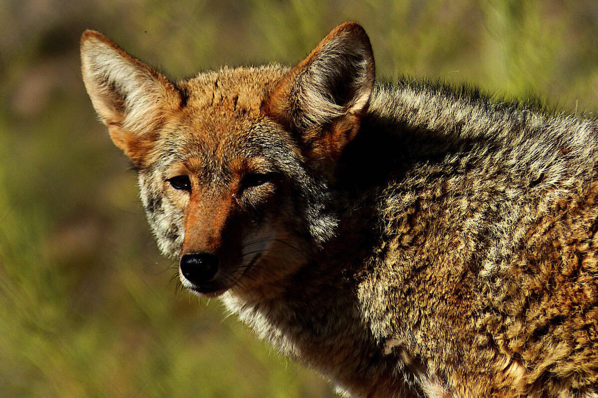 The B.C. Conservation Officer Service put down a coyote at approximately 5 a.m. on Wednesday (Sept. 20) after nine people suffered bites in a five-day span. /Pixabay Photo