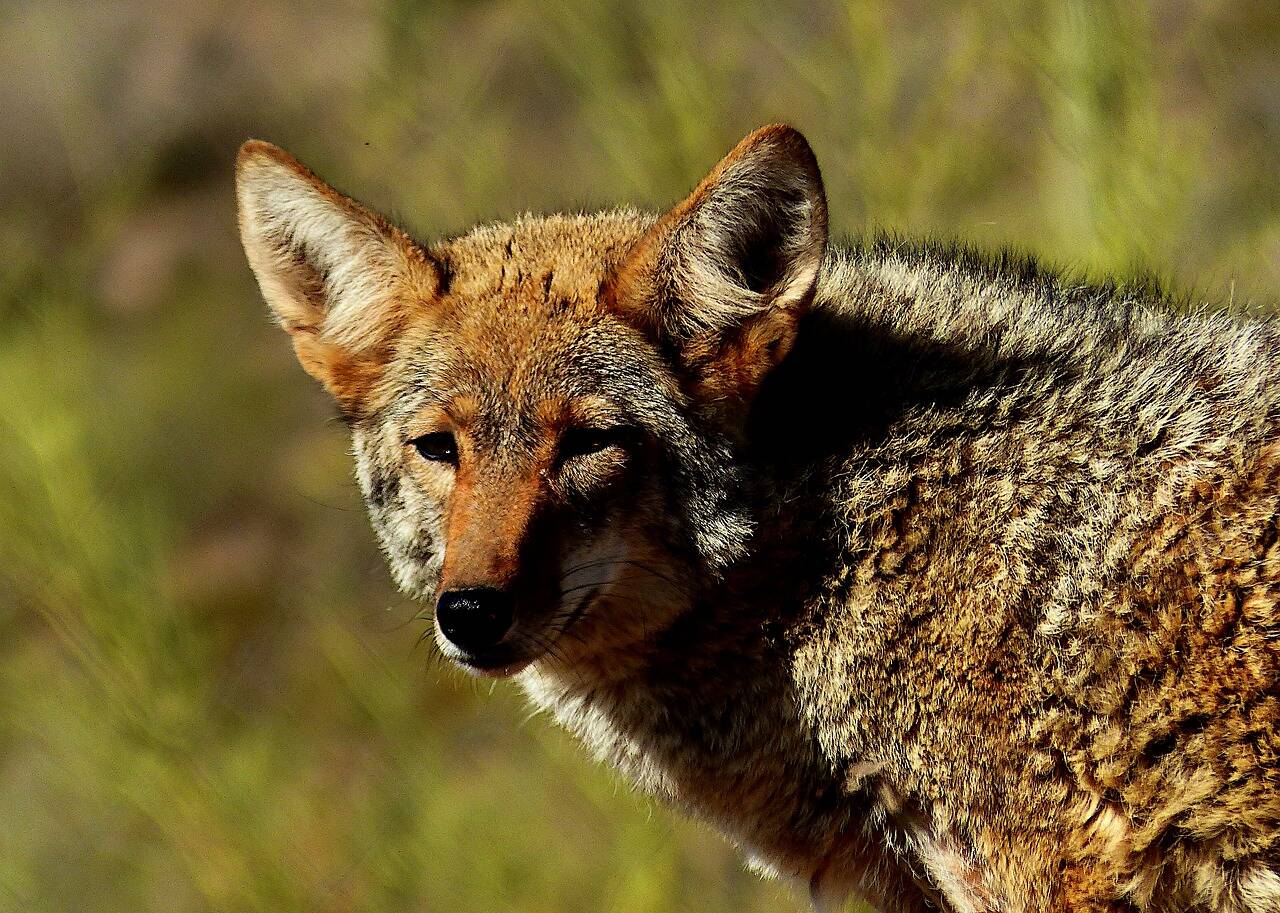 The B.C. Conservation Officer Service put down a coyote at approximately 5 a.m. on Wednesday (Sept. 20) after nine people suffered bites in a five-day span. /Pixabay Photo