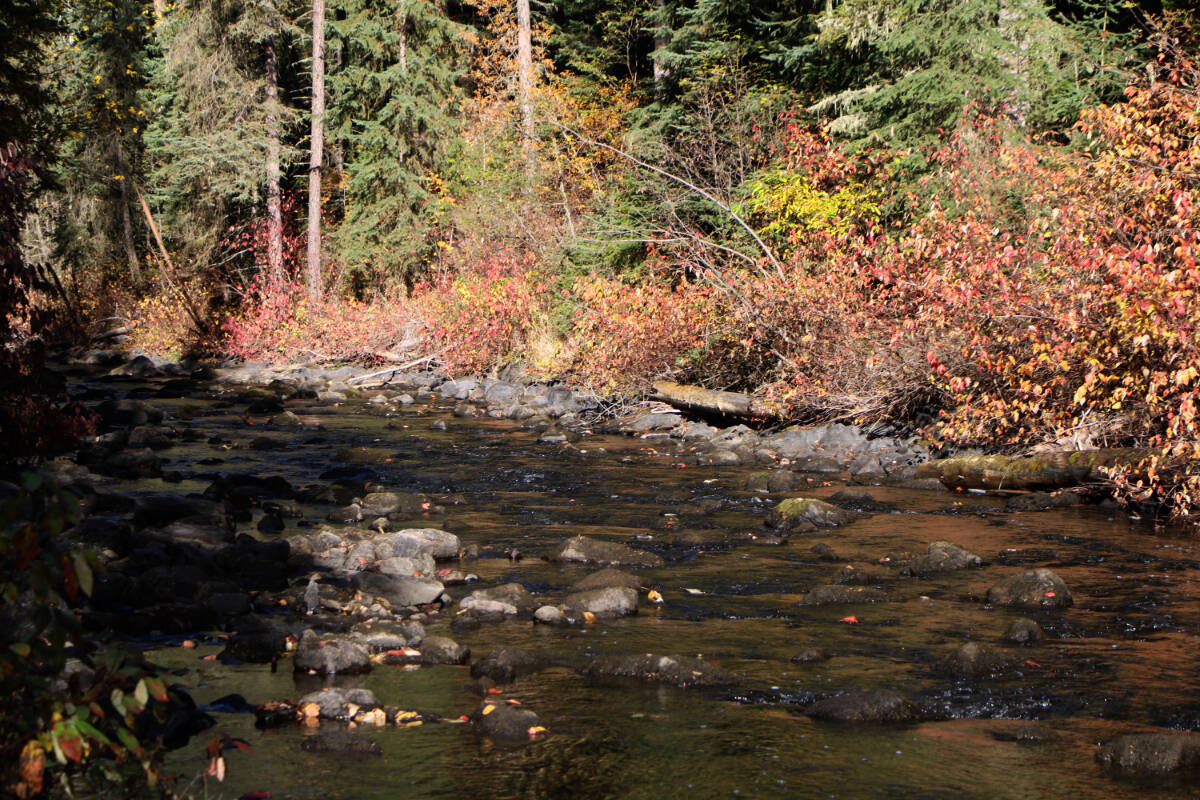 Bridge Creek’s trees near 100 Mile House show their fall colours as leaves fall into the water. (Patrick Davies photo)