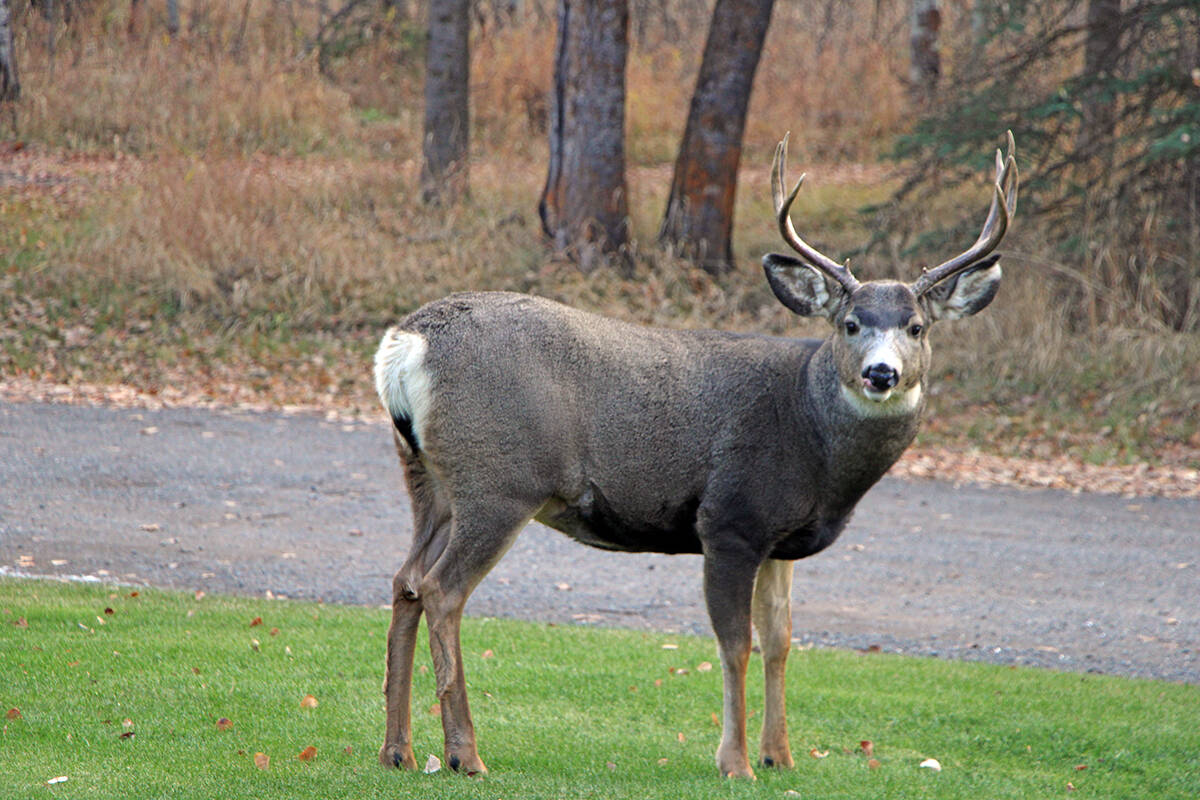 A young mule deer buck walks across a lawn in 100 Mile House. In B.C.’s Southern Interior, poop samples taken from mule deer show their stress levels increased during wildfires. (Patrick Davies/100 Mile Free Press)