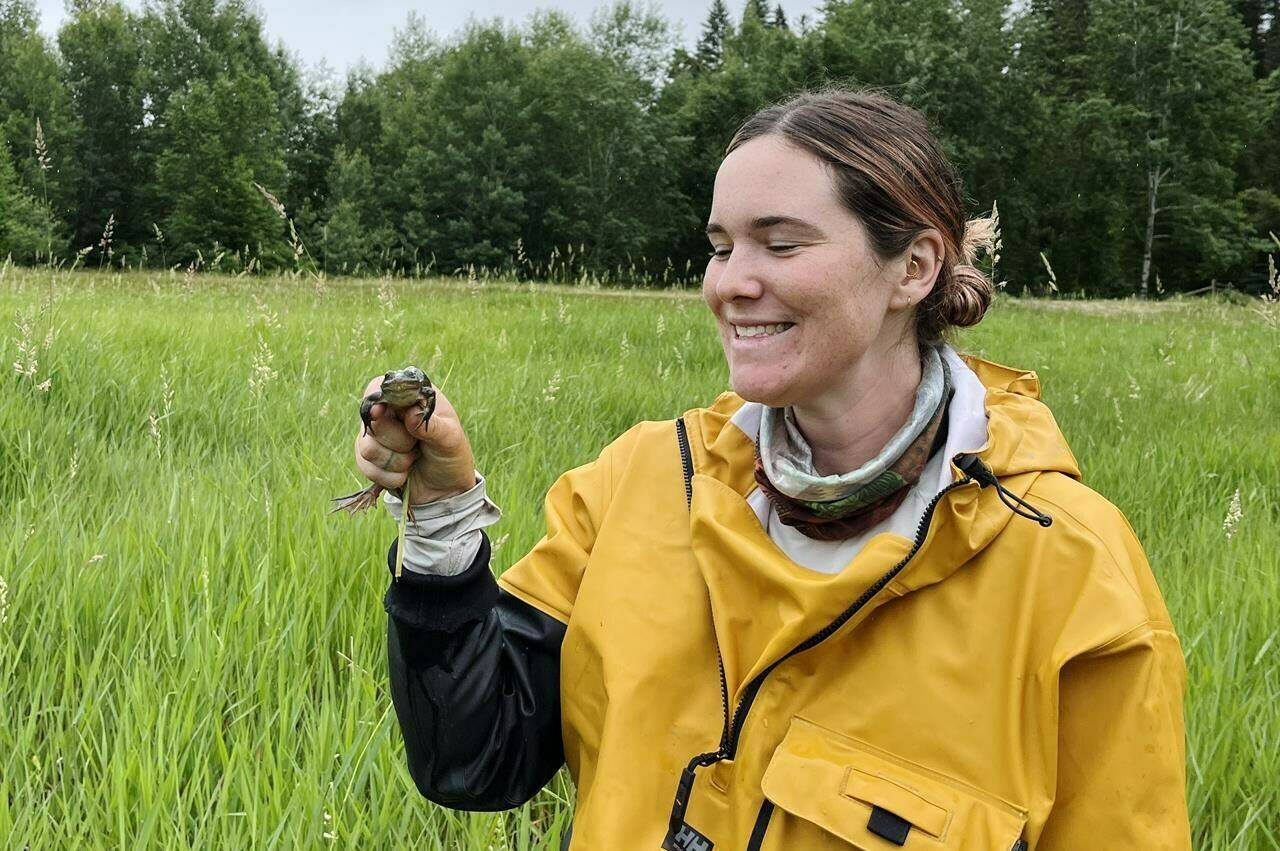 University of British Columbia master’s student Megan Winand holds a frog in this undated handout photo. Winand is one of the first to study the impacts of mitigation translocation, or the movement of animals from one location to “the next available habitat that is of the same or better value than where they came from.” THE CANADIAN PRESS/HO, Madeline Woodley