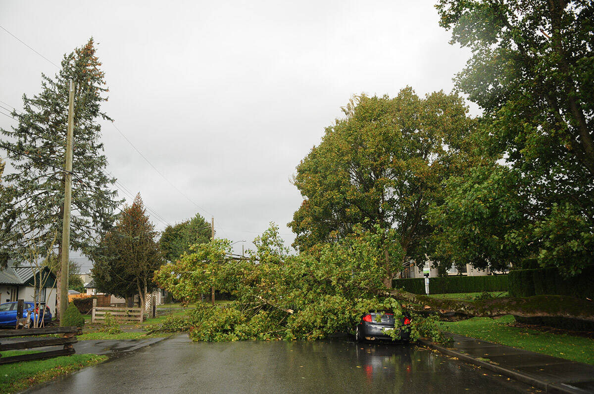 A fallen tree lays on top a car parked on Nowell Street near Chilliwack Central Road on Tuesday, Oct. 13, 2020 during a wind storm in Chilliwack. Another windstorm is forecast for B.C.’s South Coast beginning Sept. 24. (Jenna Hauck/ Chilliwack Progress)