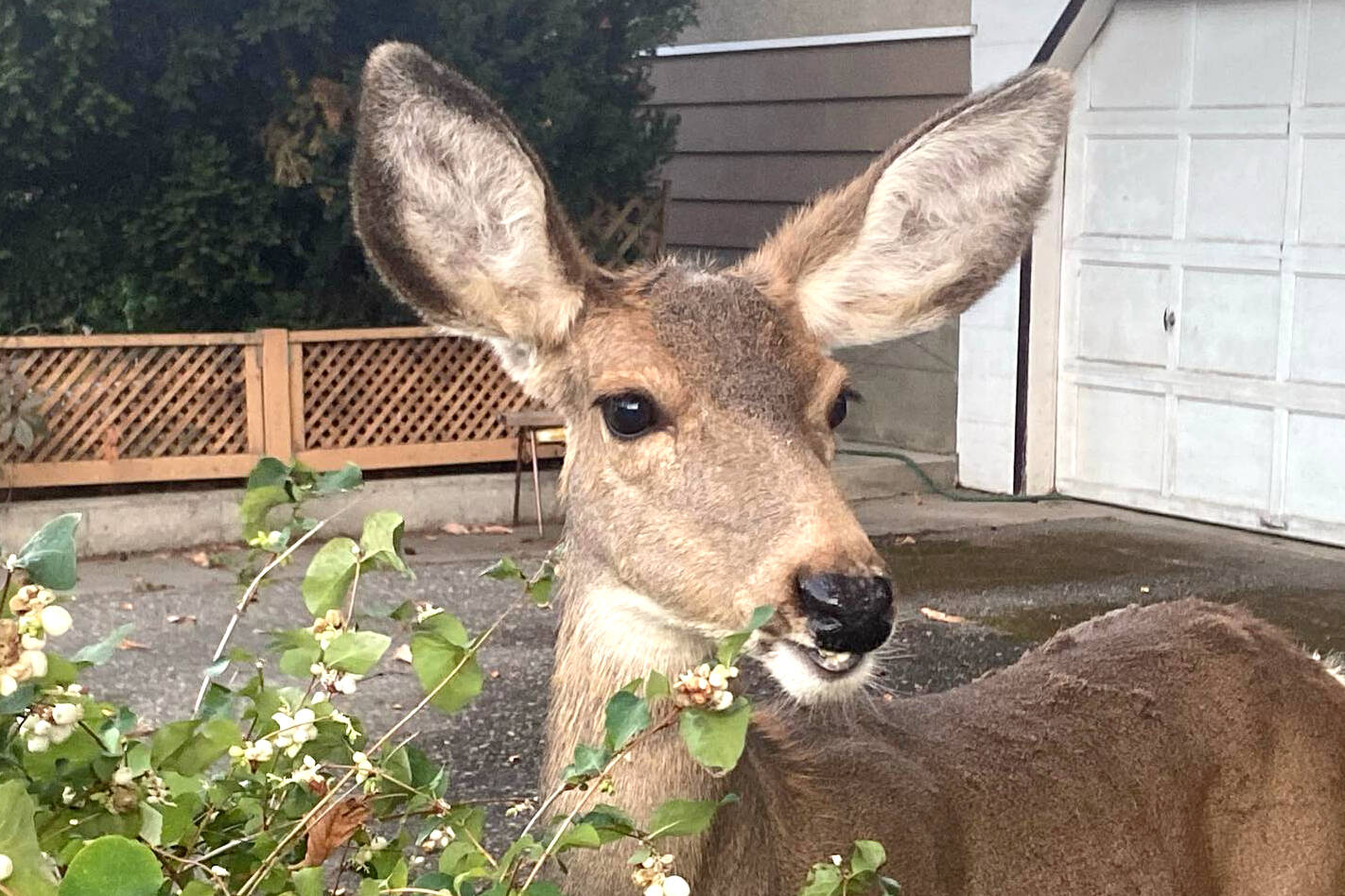 Residents are urged to not feed wildlife, or leave garbage or food out for them to access. (Jennifer Smith - Morning Star)