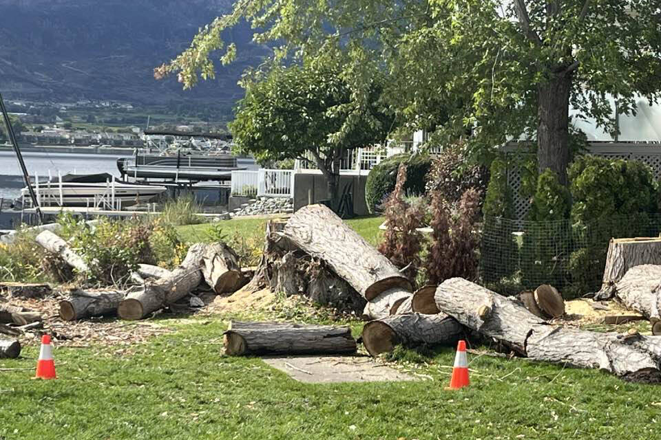 The cottonwood trees that were poisoned at Goodman dog beach and park in Osoyoos have been cut down. (John Rawkins Facebook)