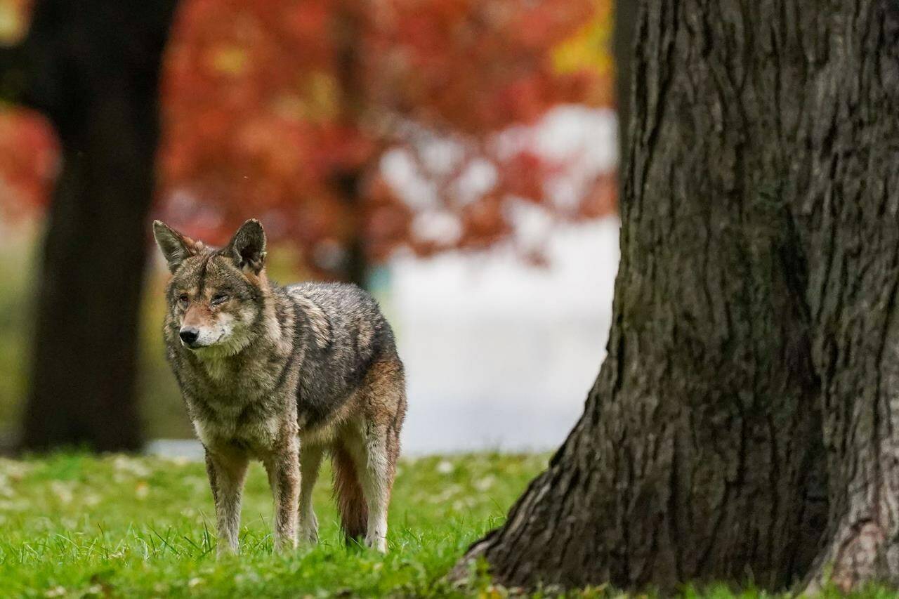 A coyote walks through Coronation Park in Toronto on Wednesday, November 3, 2021. Prince George Conservation and RCMP officers are “actively investigating” after six coyote attacks within a week. THE CANADIAN PRESS/Evan Buhler