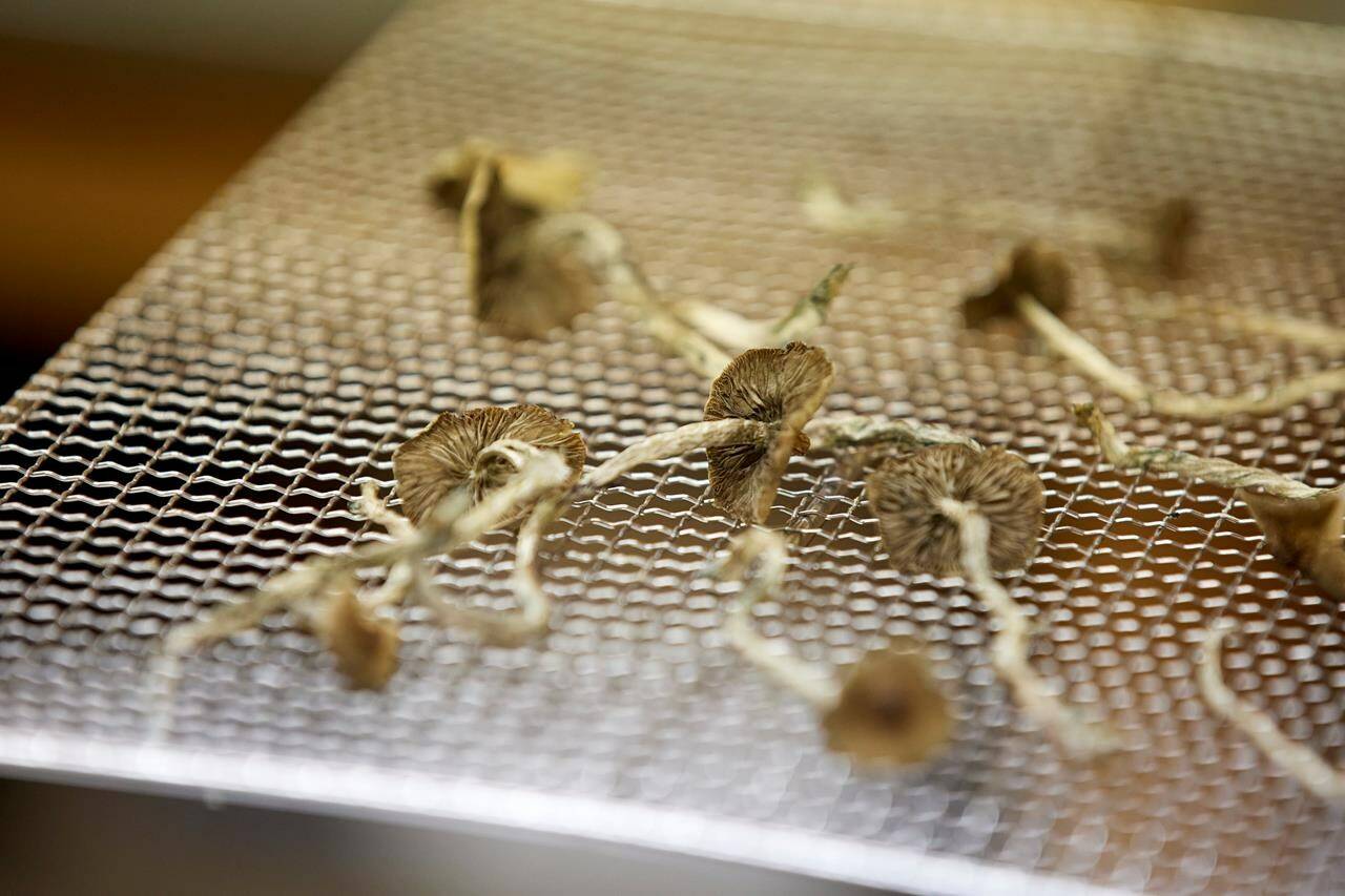 Dozens of health care professionals across the country are fighting the federal government in court for legal access to psychedelics, namely psilocybin mushrooms, to start offering therapeutic treatments in their practices. Psilocybin mushrooms sit on a drying rack in the Uptown Fungus lab in Springfield, Ore., Monday, Aug. 14, 2023. THE CANADIAN PRESS/AP-Craig Mitchell