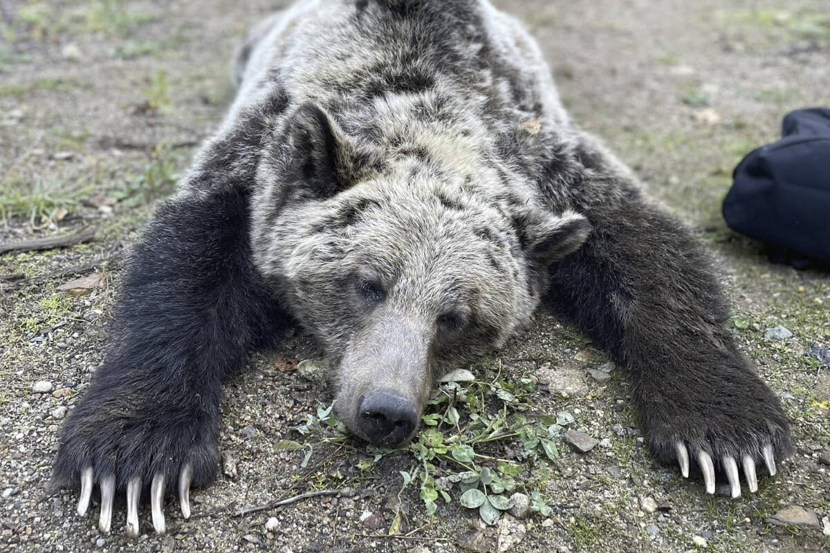 Three grizzly bears who had been seen around Nelson were captured, sedated and safely relocated. The one seen sleeping here is the sow. Photo: Lisa Thomson/WildSafe BC