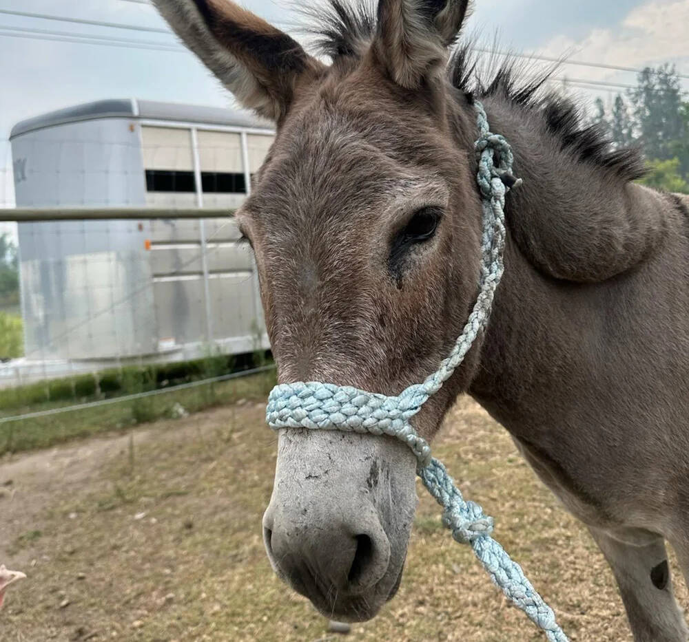Charlie, a 22-year-old donkey, has found his forever home at a farm in B.C. after a viral post by BC SPCA back in September. (BC SPCA)