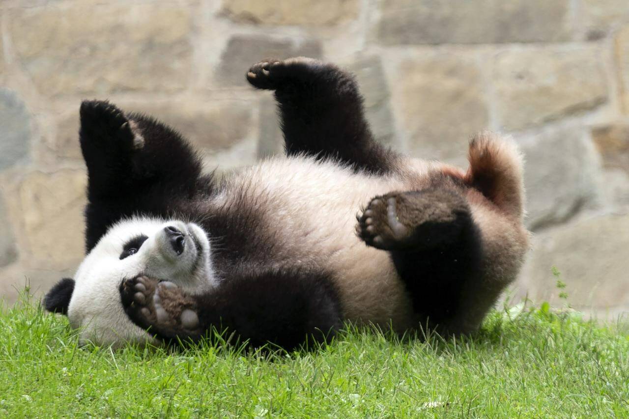 Giant panda Xiao Qi Ji plays at his enclosure at the Smithsonian National Zoo in Washington, Thursday, Sept. 28, 2023. (AP Photo/Jose Luis Magana)