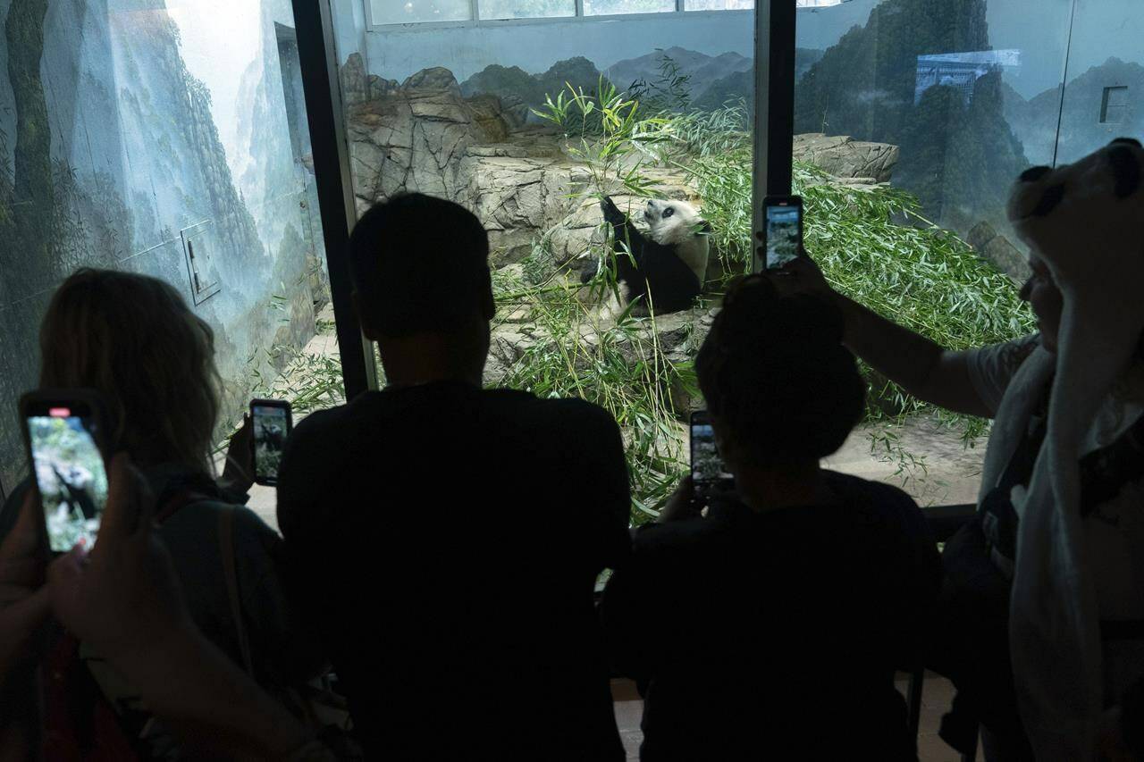 Visitors watch Giant panda Xiao Qi Ji as he eats bamboo in his enclosure at the Smithsonian's National Zoo in Washington, Thursday, Sept. 28, 2023. (AP Photo/Jose Luis Magana)