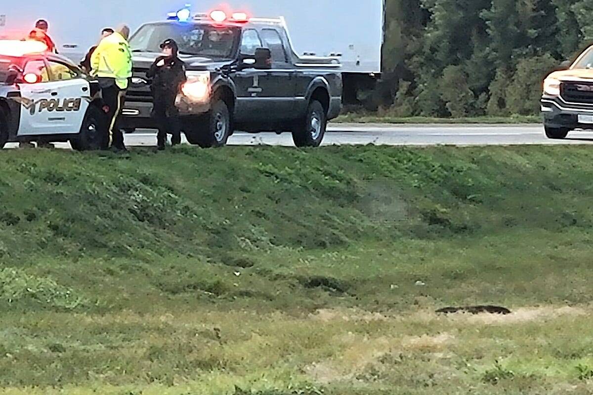Abbotsford Police Department and Conservation Officer Service personnel on-scene with bear in grassy median on Highway 1 near Cole Road. (Mike Paddy/Facebook)