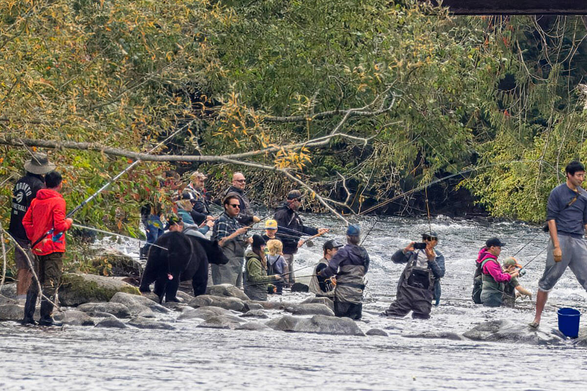 A black bear joins fishers at Campbell River during salmon spawning season. Peggy Street said she didn’t even see the bear when she took the photo. It was only after speaking to some of those in the photo that she was made aware there was a bear in the area. (Photo by Peggy Street)