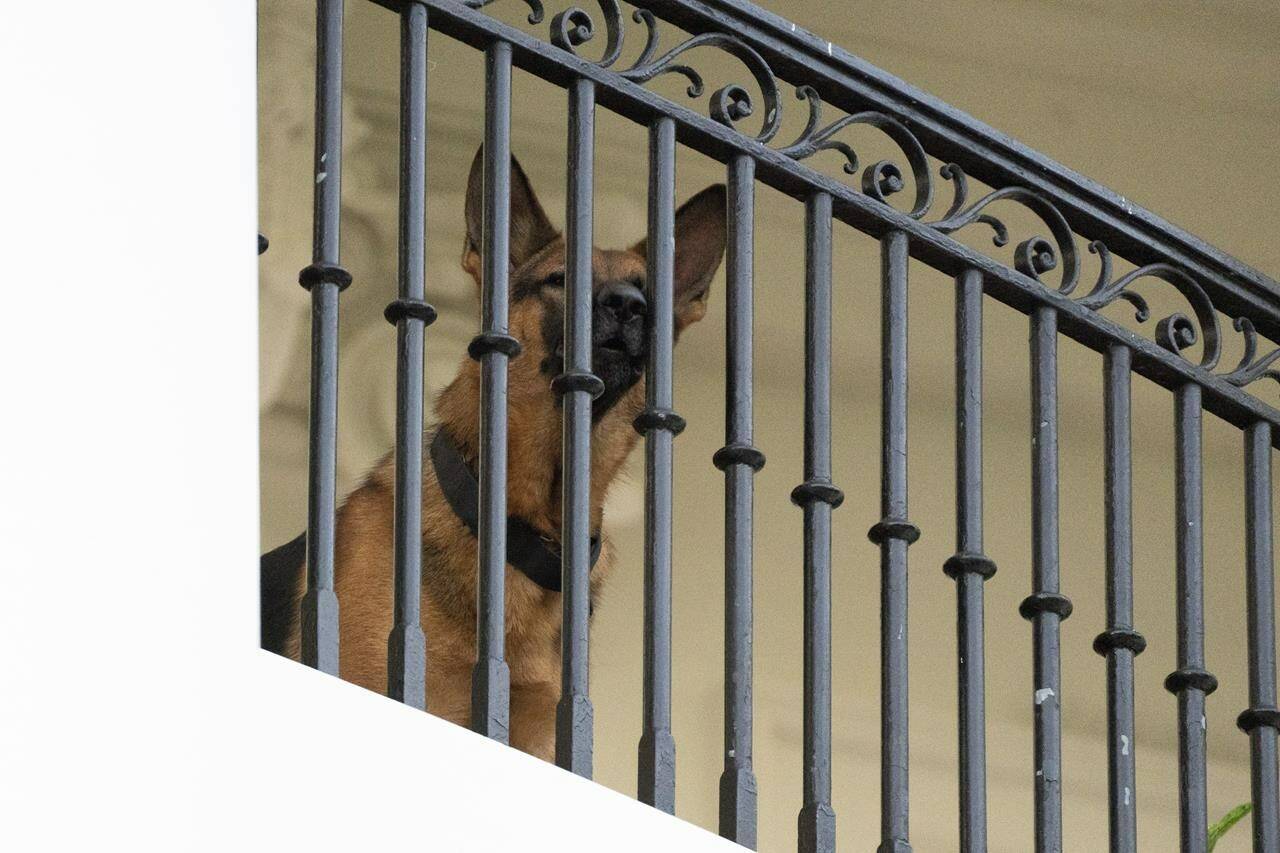 President Joe Biden’s dog Commander, a German shepherd, sits at the Truman balcony of the White House, Saturday, Sept. 30, 2023, in Washington. (AP Photo/Manuel Balce Ceneta)