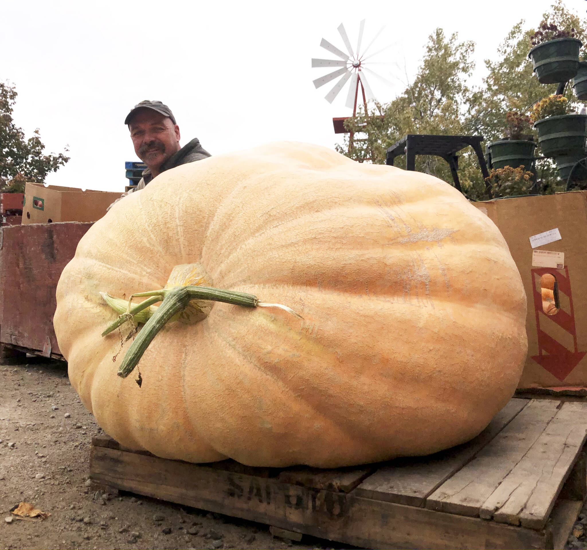 Billy Boerboom of Summerland shows a huge pumpkin he grew. Pumpkin pie is often a staple in traditional Thanksgiving meals. (Black Press file photo)