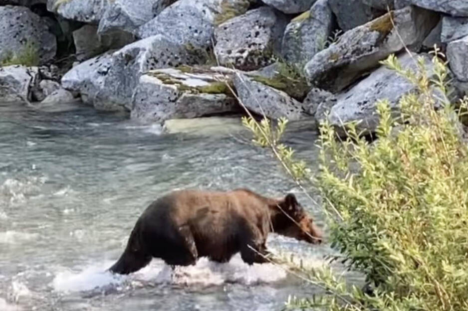 A young grizzly bear walks through Thorsen Creek in the Bella Coola Valley one morning in July 2023. (Heather Karin Martin photo)