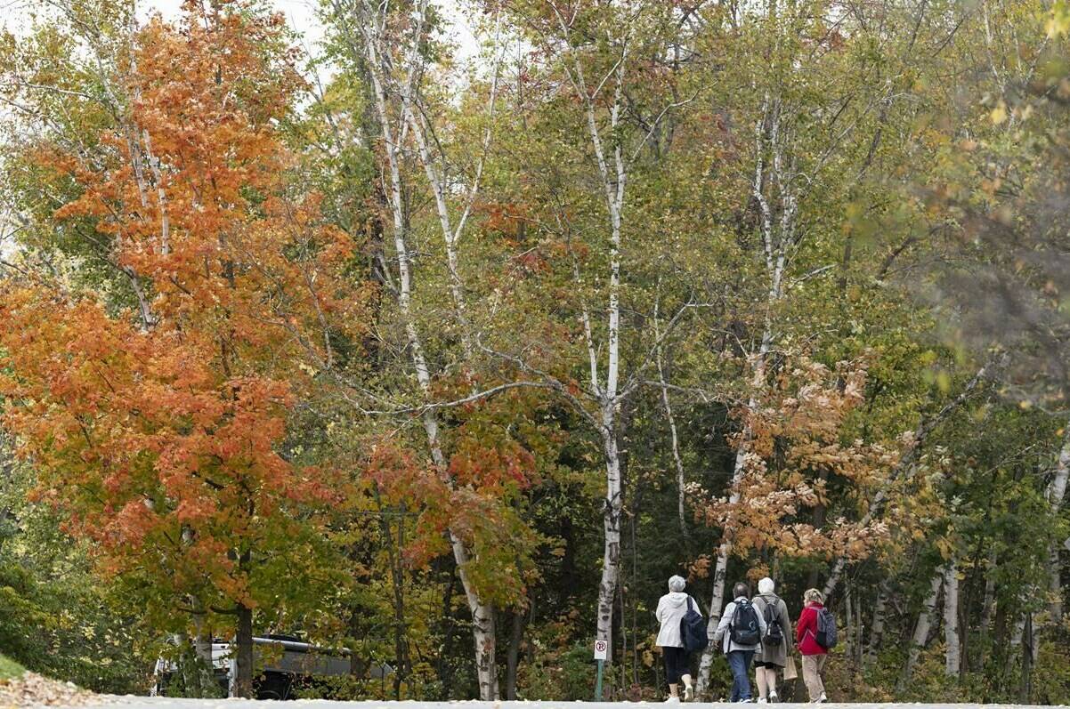 People walk in Saint-Benoit-du-Lac, Que. on Friday, Oct. 6, 2023. The customary reds, oranges and yellows of the trees, marking the arrival of fall, may have appeared early this year, or not at all. THE CANADIAN PRESS/Christinne Muschi