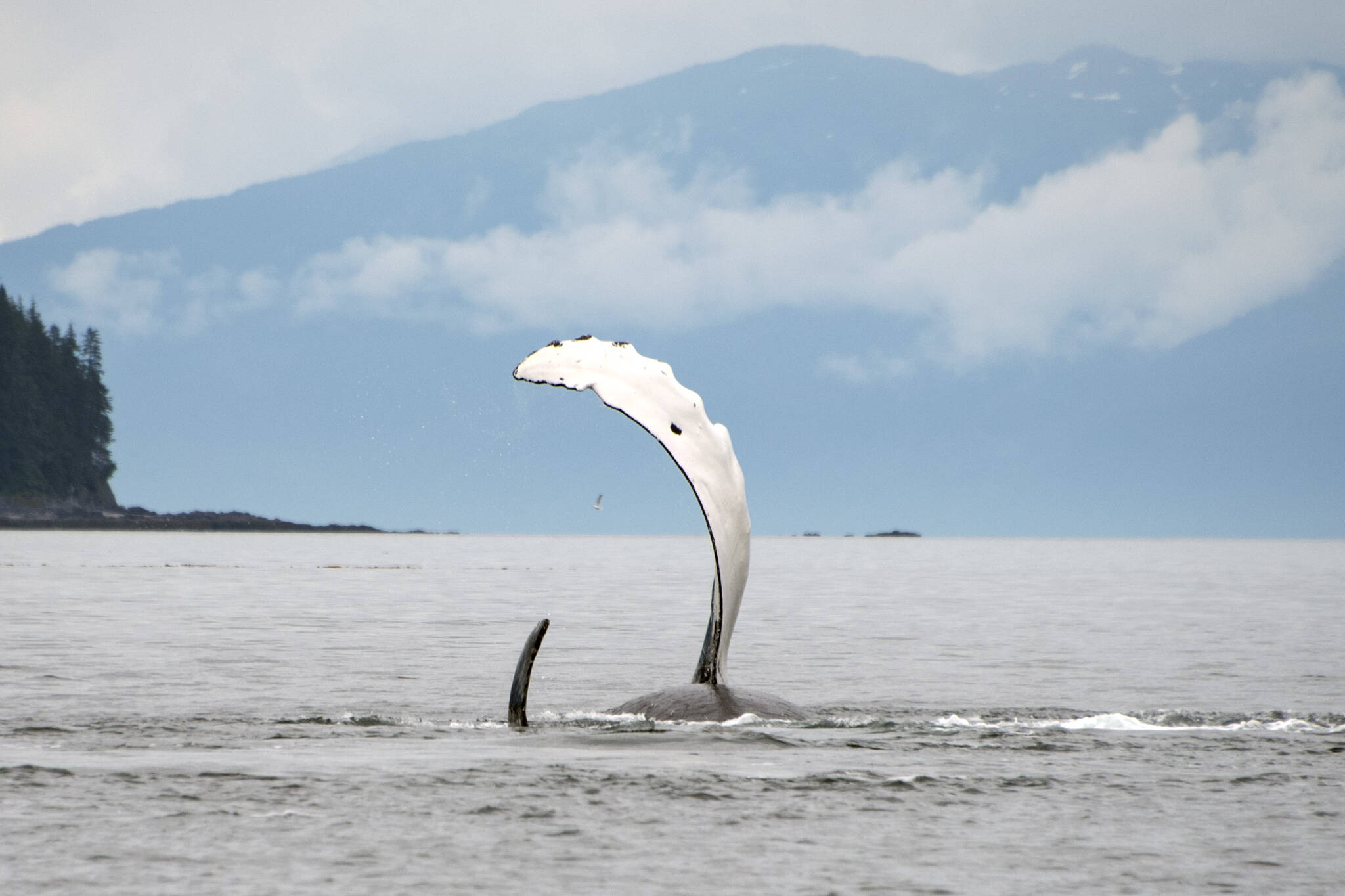 Humpback whales roll with pectoral fins above the water, just outside Tenakee Inlet. (Courtesy Photo / Kenneth Gill, gillfoto)