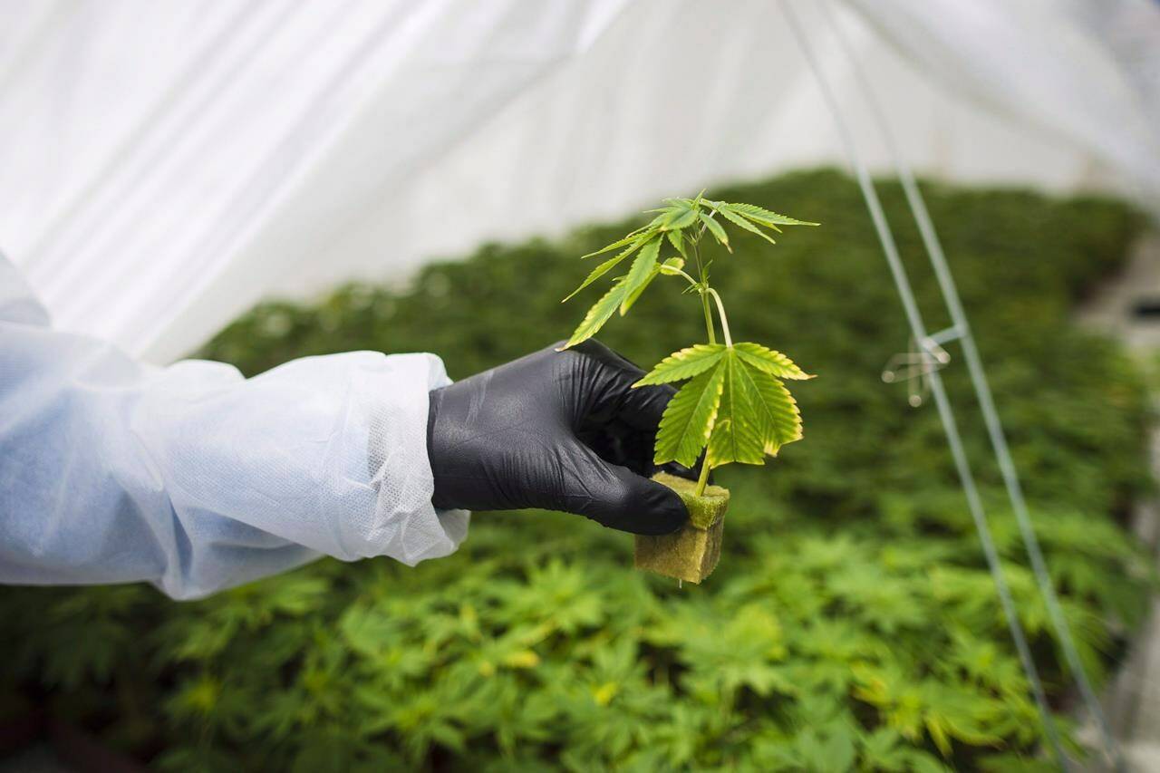A review of the federal legislation that paved the way for the legal recreational use and sale of cannabis says companies in the legal market report struggling to realize profits and maintain financial viability. A young cannabis plant is shown in Fenwick, Ont., Tuesday, June 26, 2018. THE CANADIAN PRESS/Tijana Martin