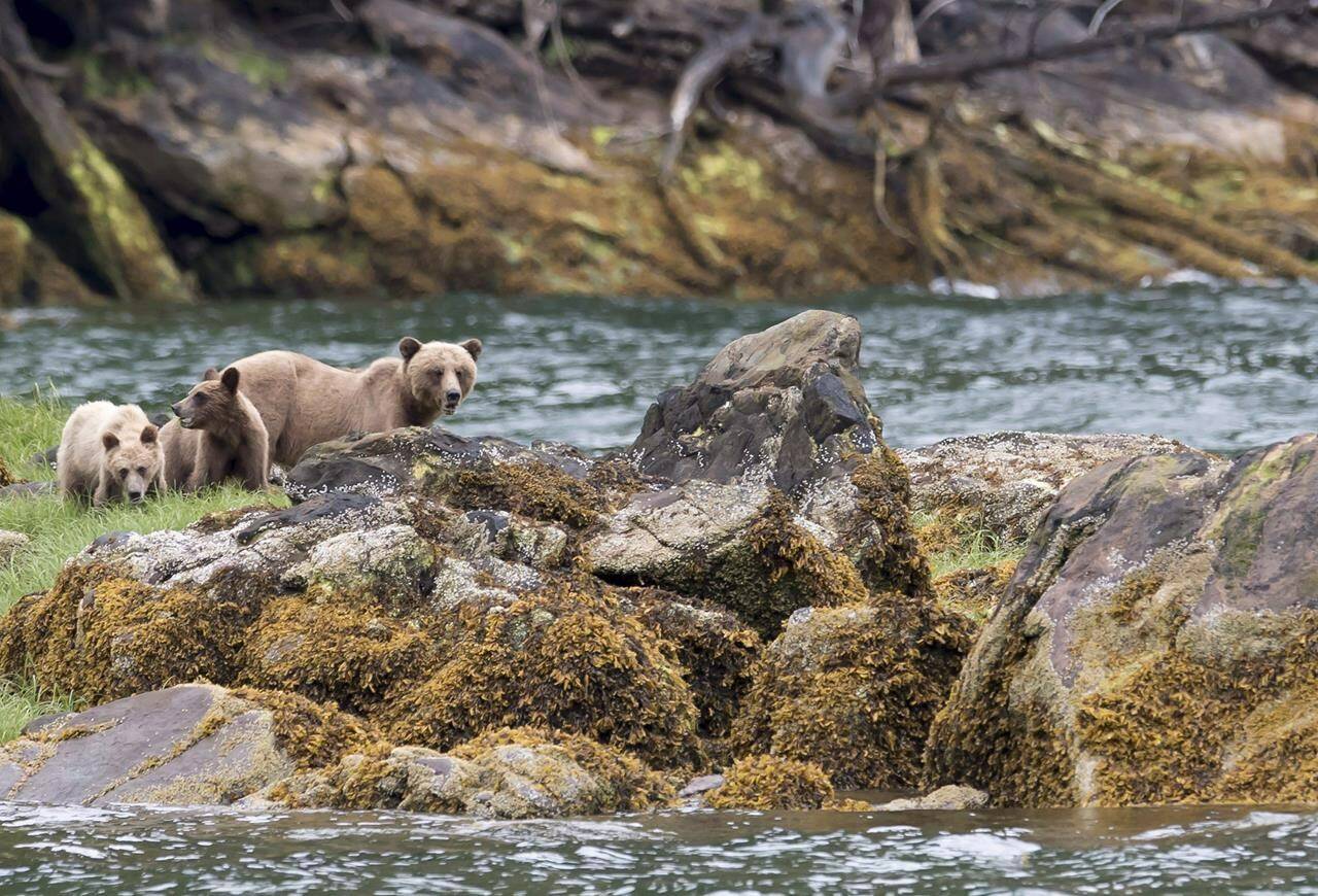 A grizzly bear and its two cubs are seen in the Khutzeymateen Inlet near Prince Rupert, B.C., Friday, June, 22, 2018. THE CANADIAN PRESS Jonathan Hayward