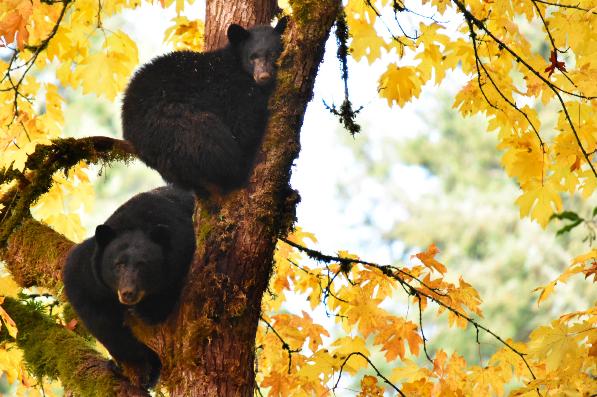 A mother bear and her cub perched in a tree at Bear James Park, near a popular salmon fishing spot along the Puntledge River, on October 9, 2023. (Olivier Laurin / Comox Valley Record)