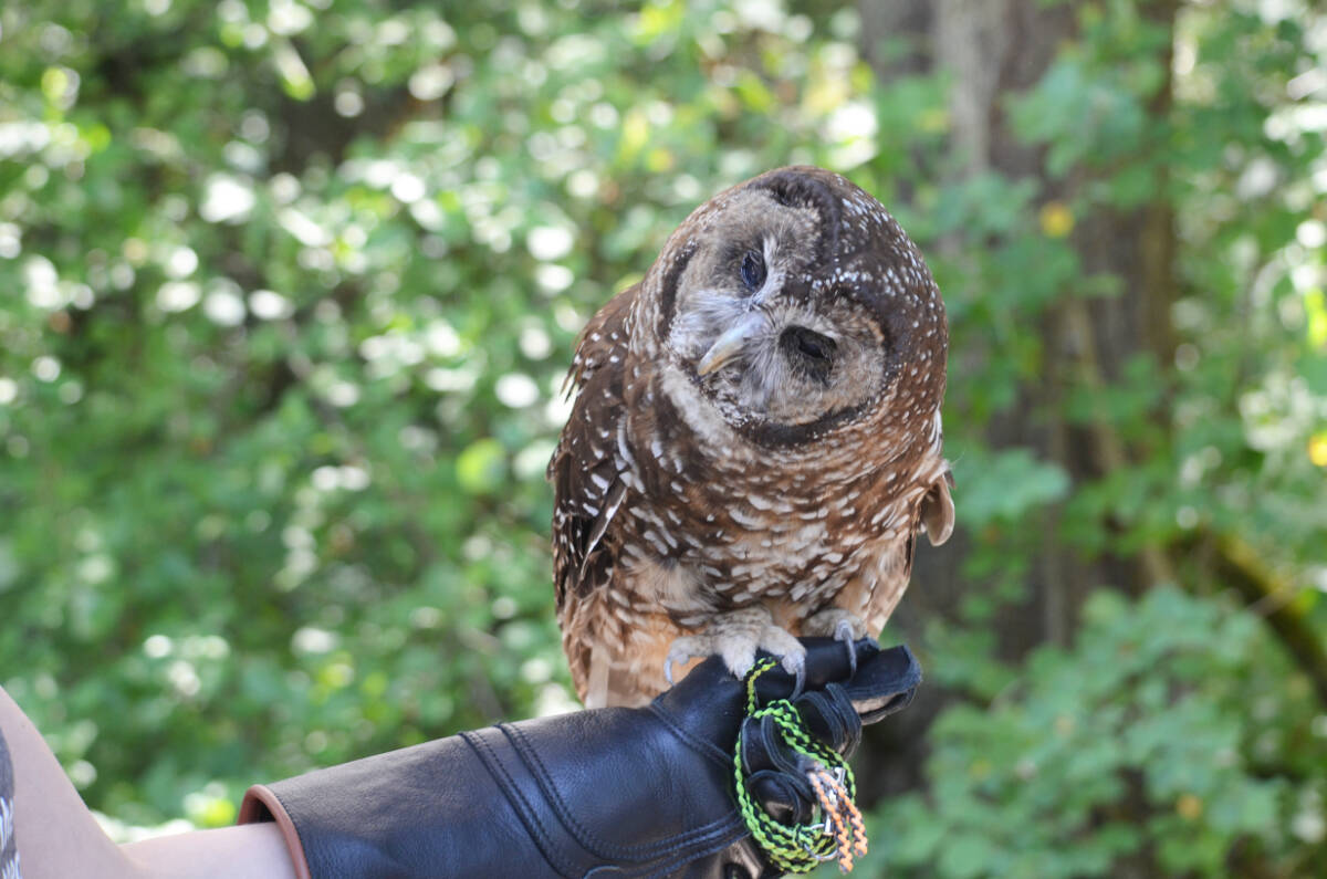 Small Eyes, a Northern Spotted Owl, at the Spuzzum First Nation’s First Fish Ceremony on July 29, 2023. (Photo credit: Barbara Roden)