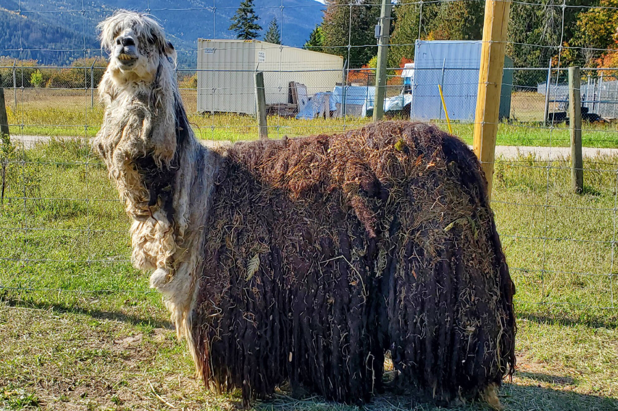 Eddie the alpaca was saved by The Llama Sanctuary as he suffered under an overgrown fleece. (The Llama Sanctuary/Facebook)