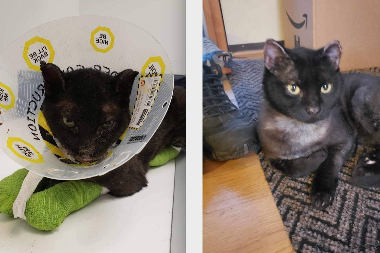 Milo the cat was badly burned and rescued from the McDougall Creek fire and taken to emergency vet care. His vet fell in love with him and when he was surrendered, the vet took him in. (ALERT Facebook)
