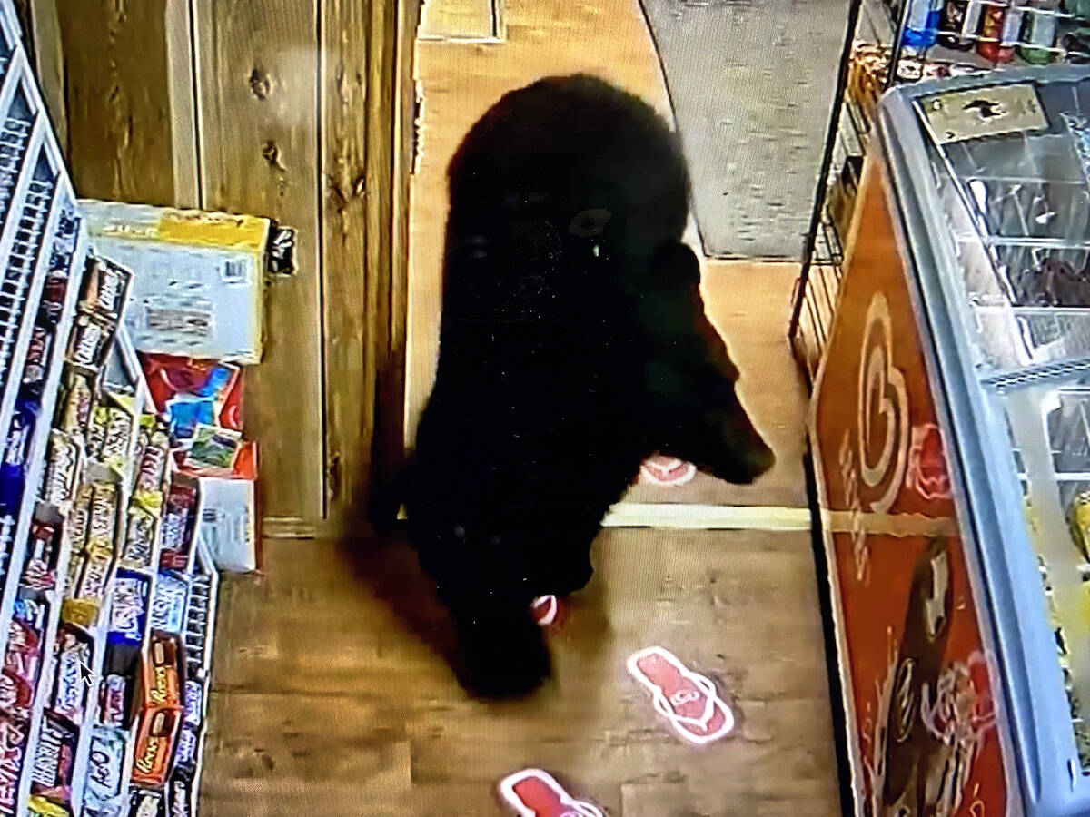 Lake Cowichan Tipton’s Gas bar on North Shore Road saw an unusual customer on Thanksgiving morning. From a screenshot of security footage a bear is seen on camera around 6:30 a.m., sniffing around the ice cream fridge and candy bar rack for a sweet treat, funny enough he settled on gummy bears. (Courtesy of Tiptons)