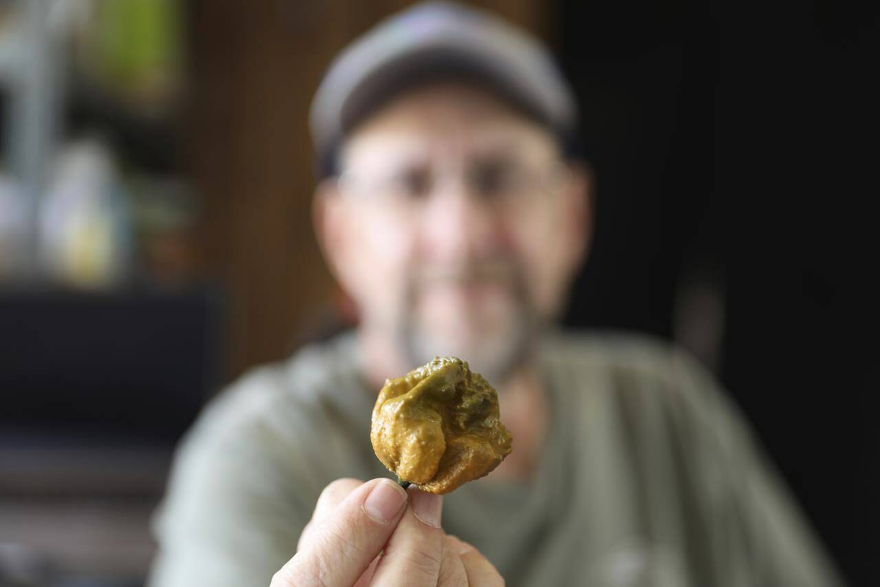Ed Currie holds up one of his Pepper X peppers on Tuesday, Oct. 10, 2023, in Fort Mill, S.C. The pepper is now the hottest pepper variety in the world according to the Guinness Book of World Records (AP Photo/Jeffrey Collins)