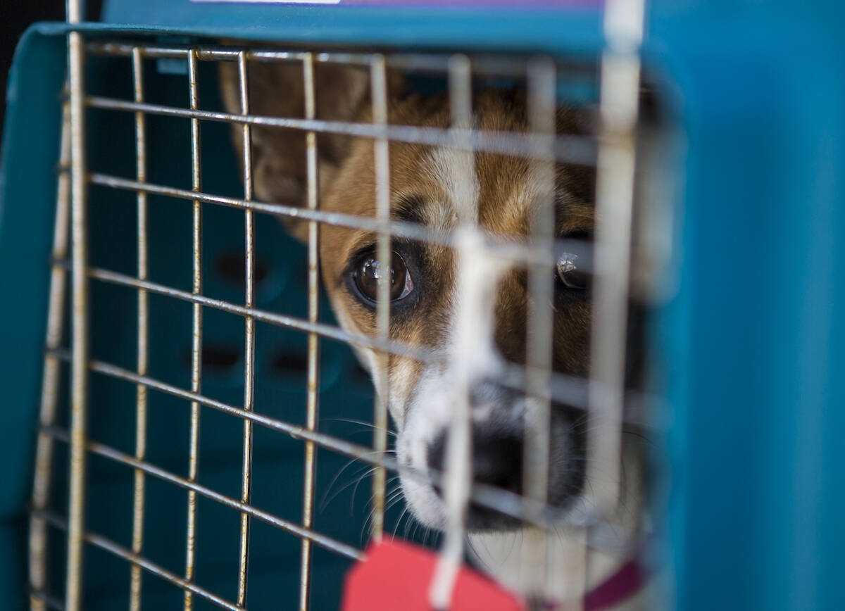 The National Institutes of Health stated that roughly 20 per cent of dogs experienced separation anxiety pre-pandemic and vets estimate that number to be higher post-pandemic. (Olivia Vanni/The Herald)