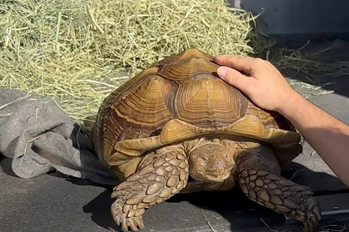 A sulcatta tortoise named Frank the Tank, shown in this recent handout photo, is looking for a new home after being found wandering around Richmond, B.C. THE CANADIAN PRESS/HO - Dewdney Animal Hospital