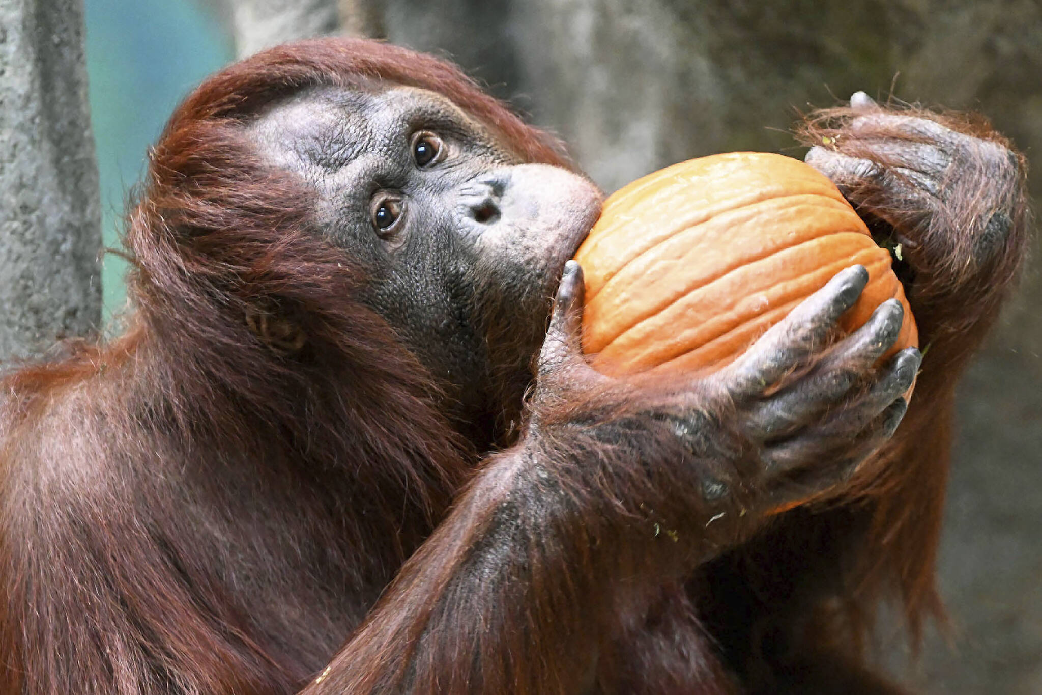 In this photo provided by the Chicago Zoological Society, Sophia, an orangutan, takes a bite out of a pumpkin to get to the gooey pulp and seeds, at Brookfield Zoo, Tuesday, Oct. 17, 2023, in Brookfield, Ill. This week, several animals at Brookfield Zoo received Halloween treats, pumpkins, for enrichment. (Jim Schulz/Chicago Zoological Society via AP)