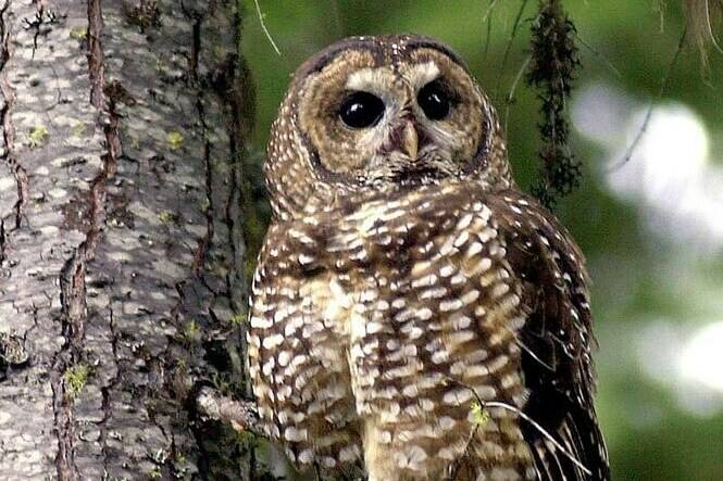 An environmental group is in Federal Court in Vancouver challenging what it describes as Ottawa’s failure to protect the endangered northern spotted owl despite an “imminent threat” to its recovery. In this May 8, 2003 file photo, a northern spotted owl sits on a tree in the Deschutes National Forest near Camp Sherman, Ore. THE CANADIAN PRESS/AP-Don Ryan