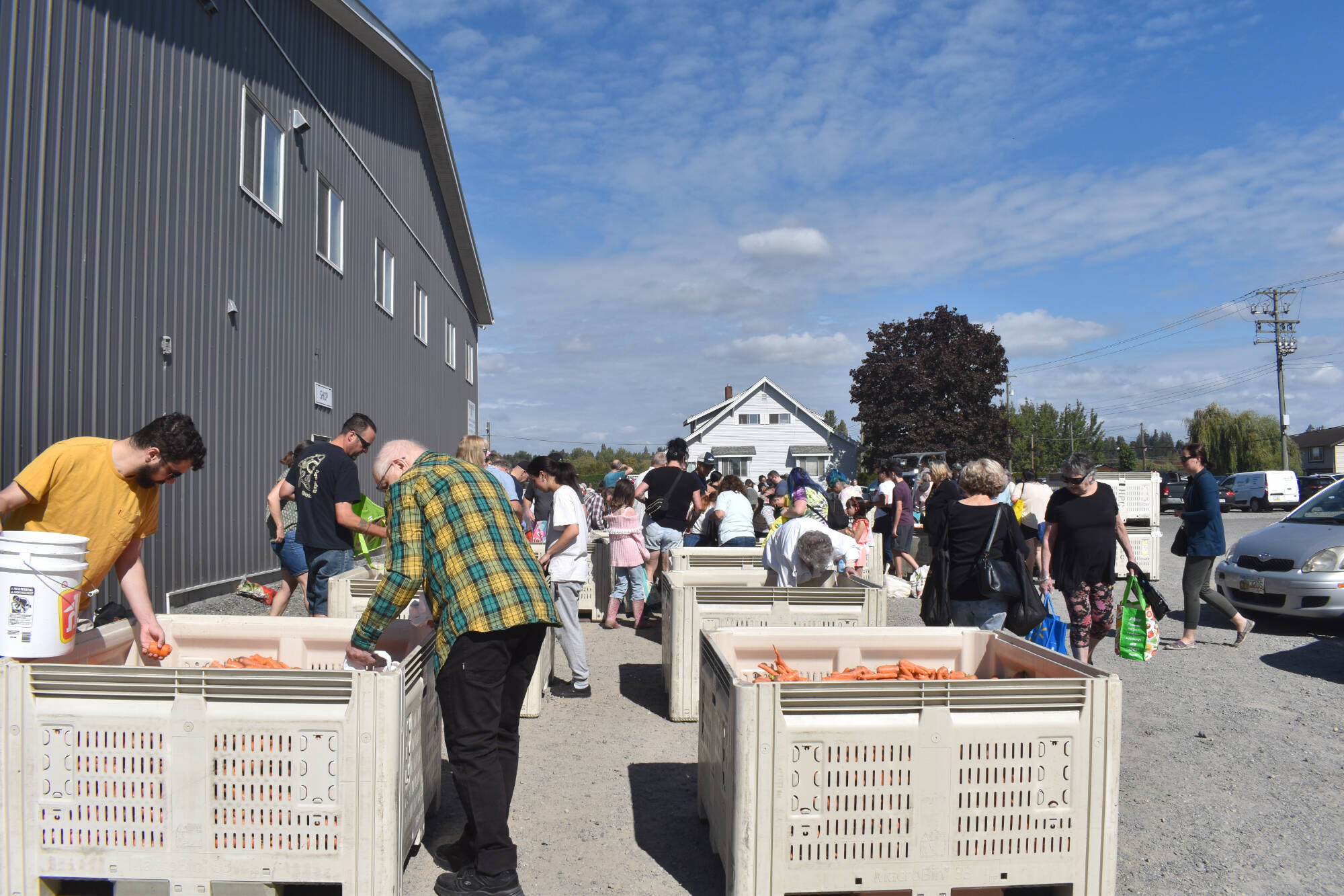 People picked up free potatoes (as well as some squash and carrots) at the Sept. 17 Ugly Potato Day at the Heppell family farm in South Surrey and again on Saturday, Oct. 14, which was Ugly Produce Day. (Tricia Weel photo)