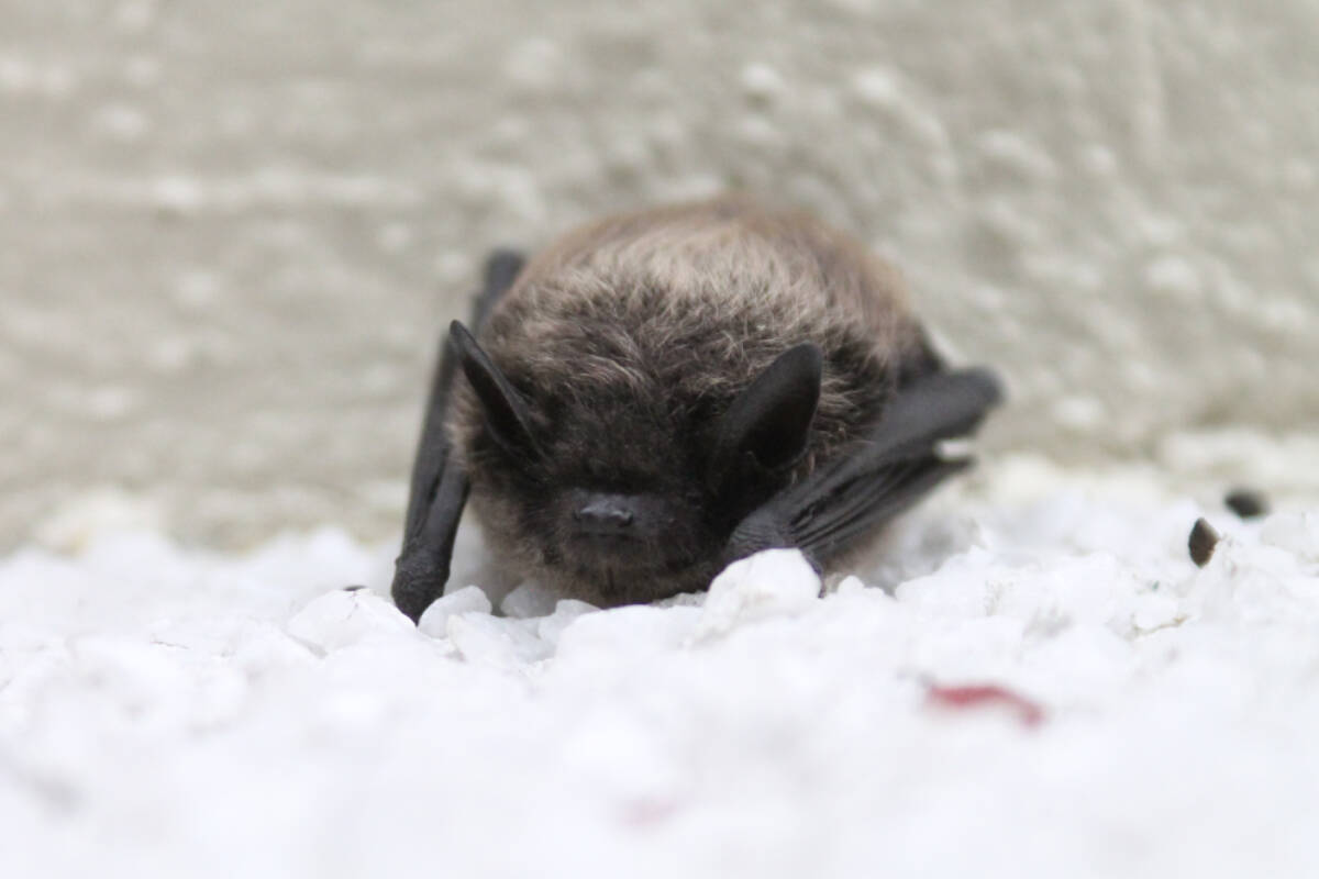 BC Community Bat Program is encouraging people to get involved this coming Bat Week. (Courtesy of Osoyoos Desert Centre)