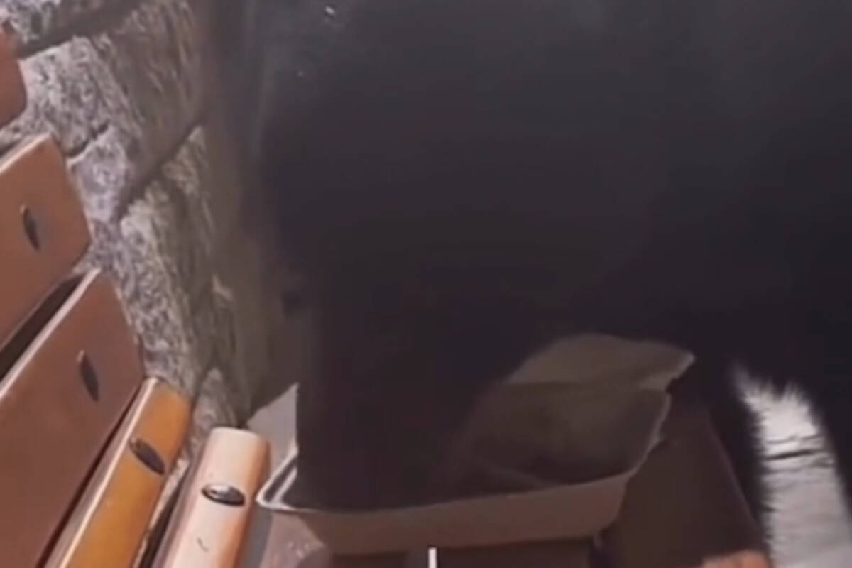 B.C. conservation officers are investigating after a person in Whistler filmed a bear eating out of a take-out container. (crystal_chair/TikTok)