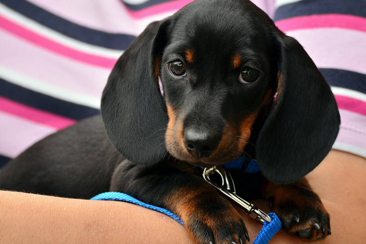 Dachshunds, like the one pictured, are a much-loved breed of dog. (Pixabay file photo)