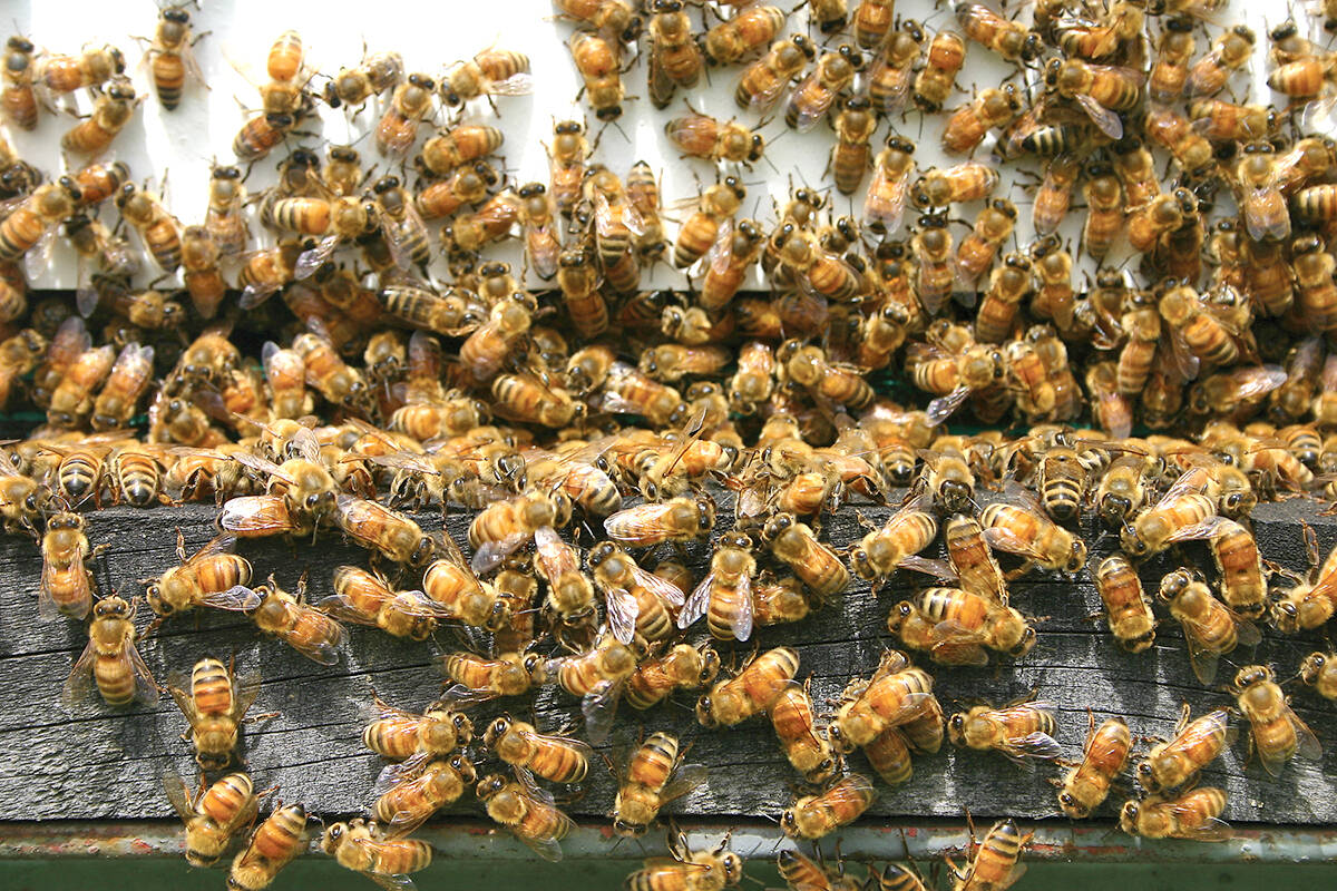 The Canadian Food Inspection Agency has conditionally licensed an oral vaccine to protect honey bees against a disease called American foulbrood, which can wipe out entire colonies if not treated. (Black Press Media files)