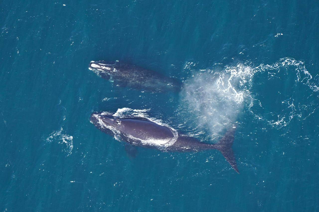 The population of critically endangered North Atlantic right whales, as shown in this undated handout photo provided by the New England Aquarium in Boston, appears to be levelling off after years of discouraging declines, according to new data released today by an international team of marine scientists. THE CANADIAN PRESS/HO-New England Aquarium