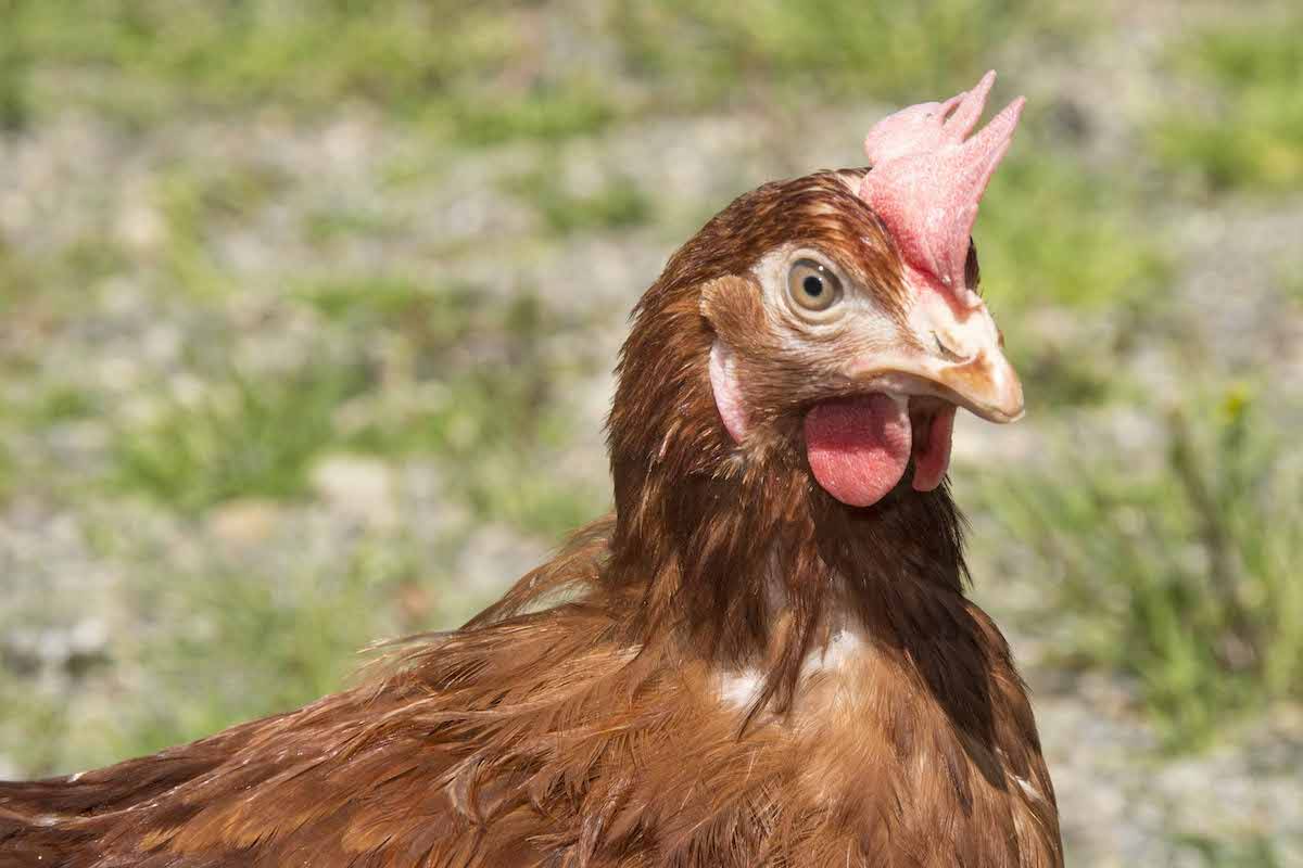 A Chilliwack poultry farm with 8,000 laying chickens was confirmed to be infected with avian influenza on Oct. 21, 2023, with the flock euthanized on Oct. 22, 2023. (BC Egg)