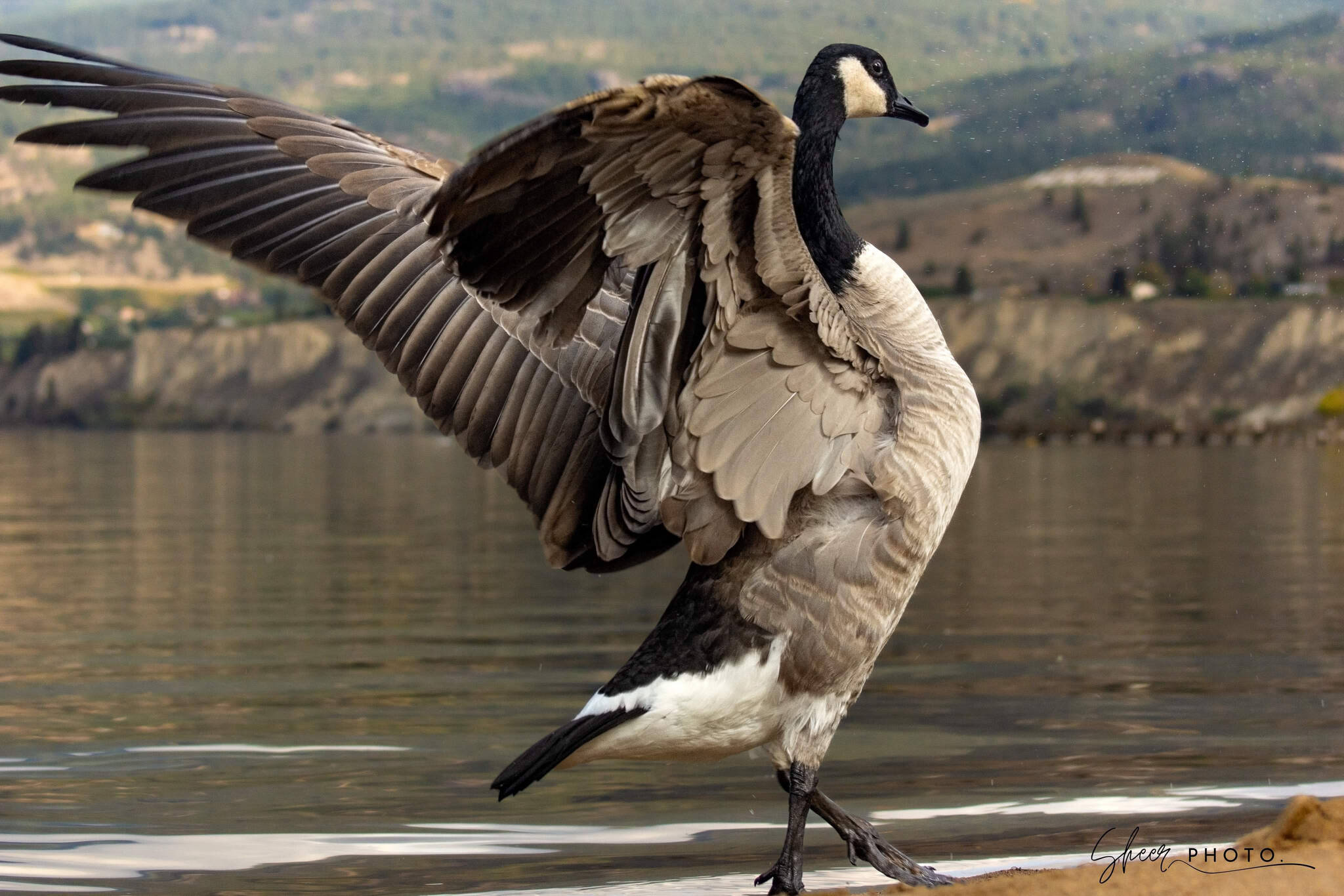 Photographer Steve Heer captured Penticton’s famous Canada goose Kevin spreading his wings at Okanagan Lake. To see more of Heer’s photography go to @sheer.photo on Instagram. (Steve Heer photo)